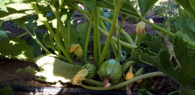 calabacines en la mata