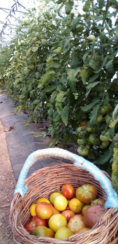 tomates cuarenteno en el invernadero