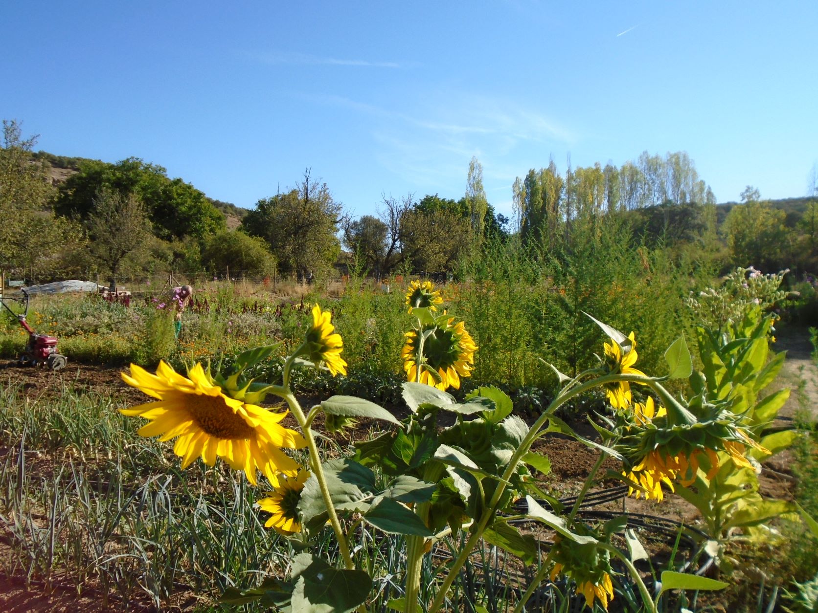 girasol