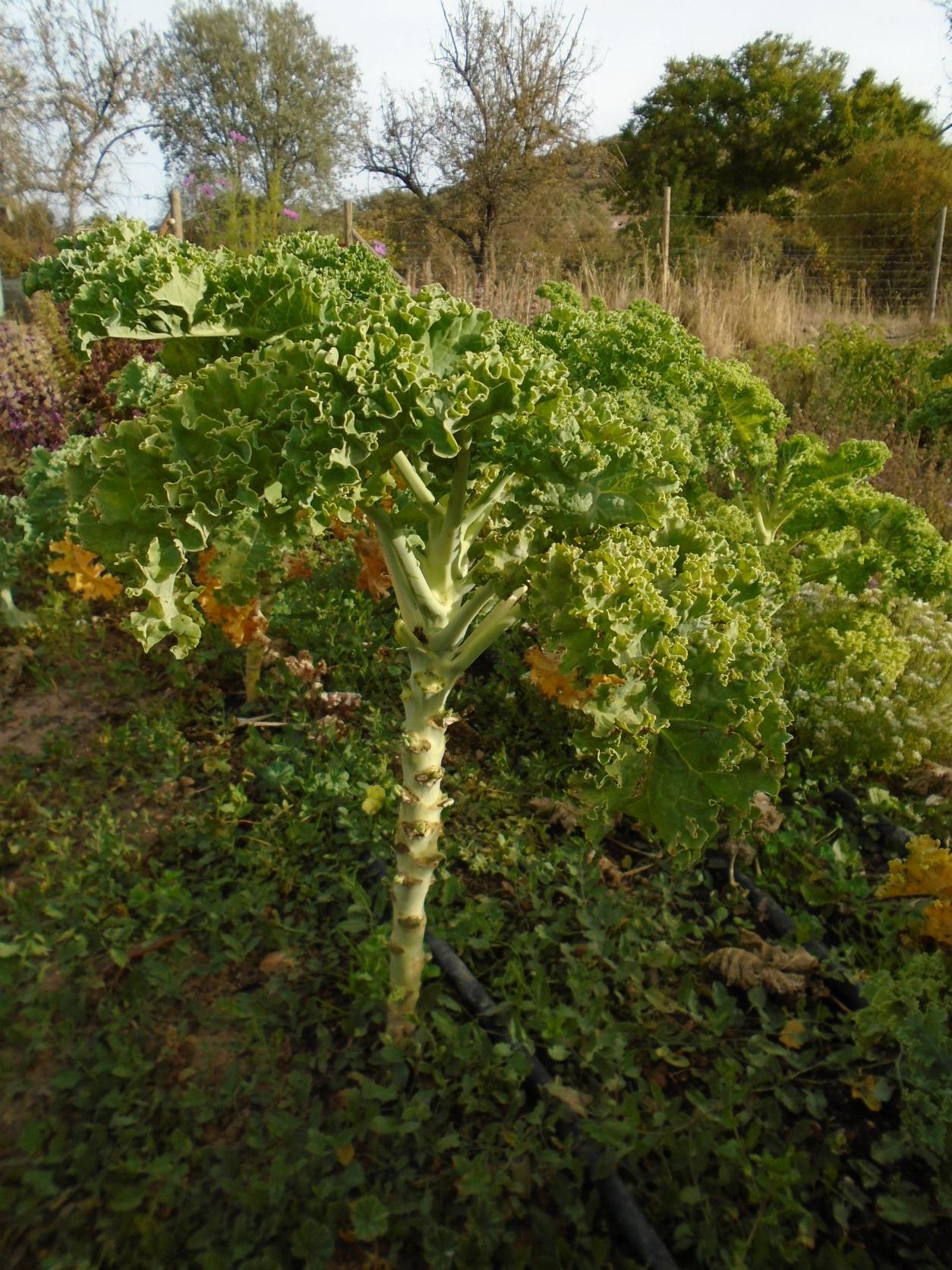 kale