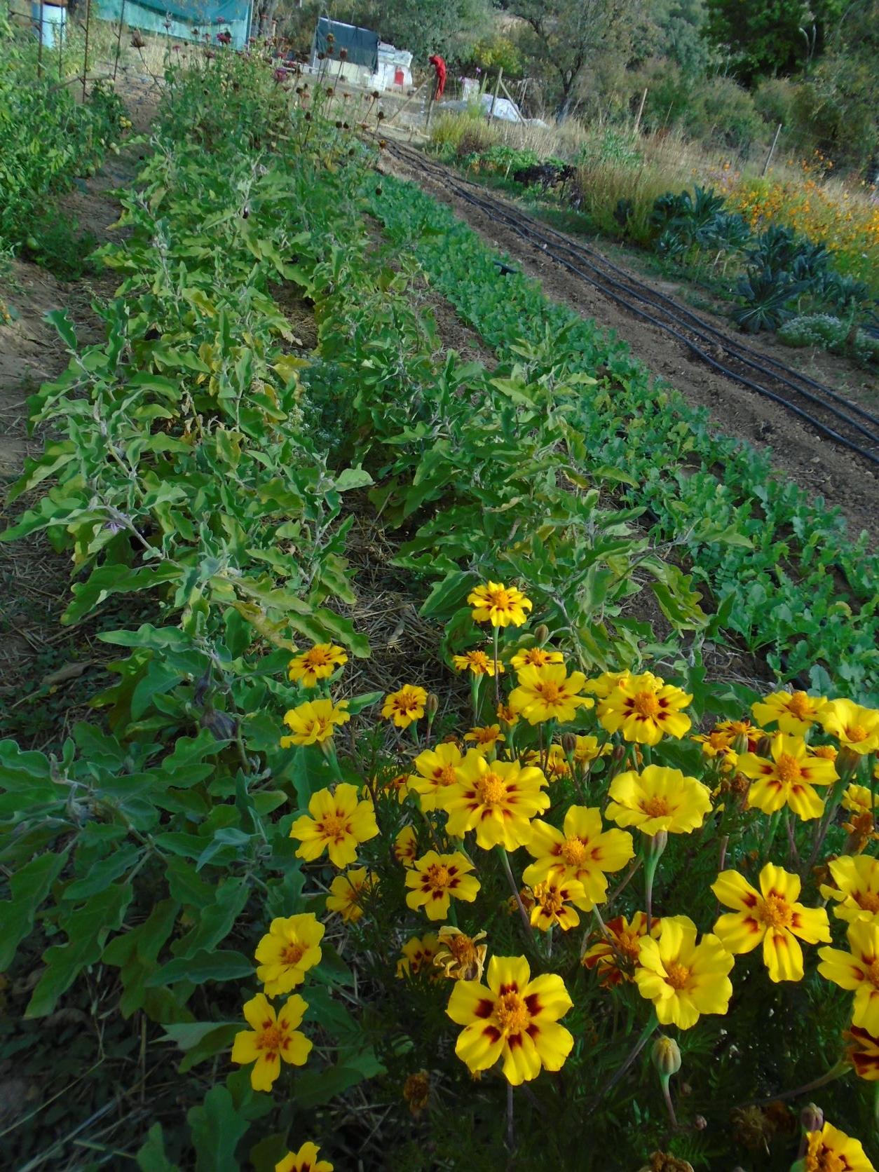 tagetes amarillos