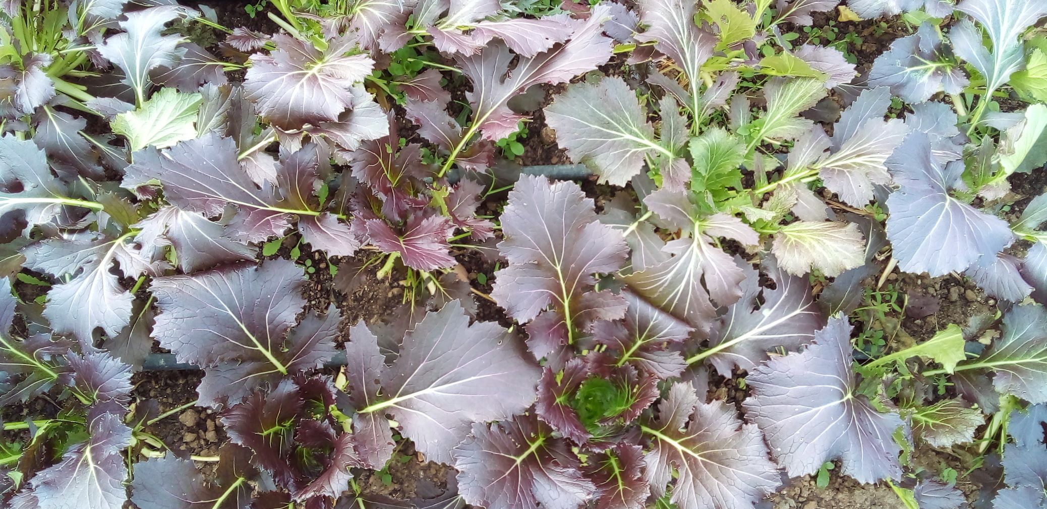 var. oriental