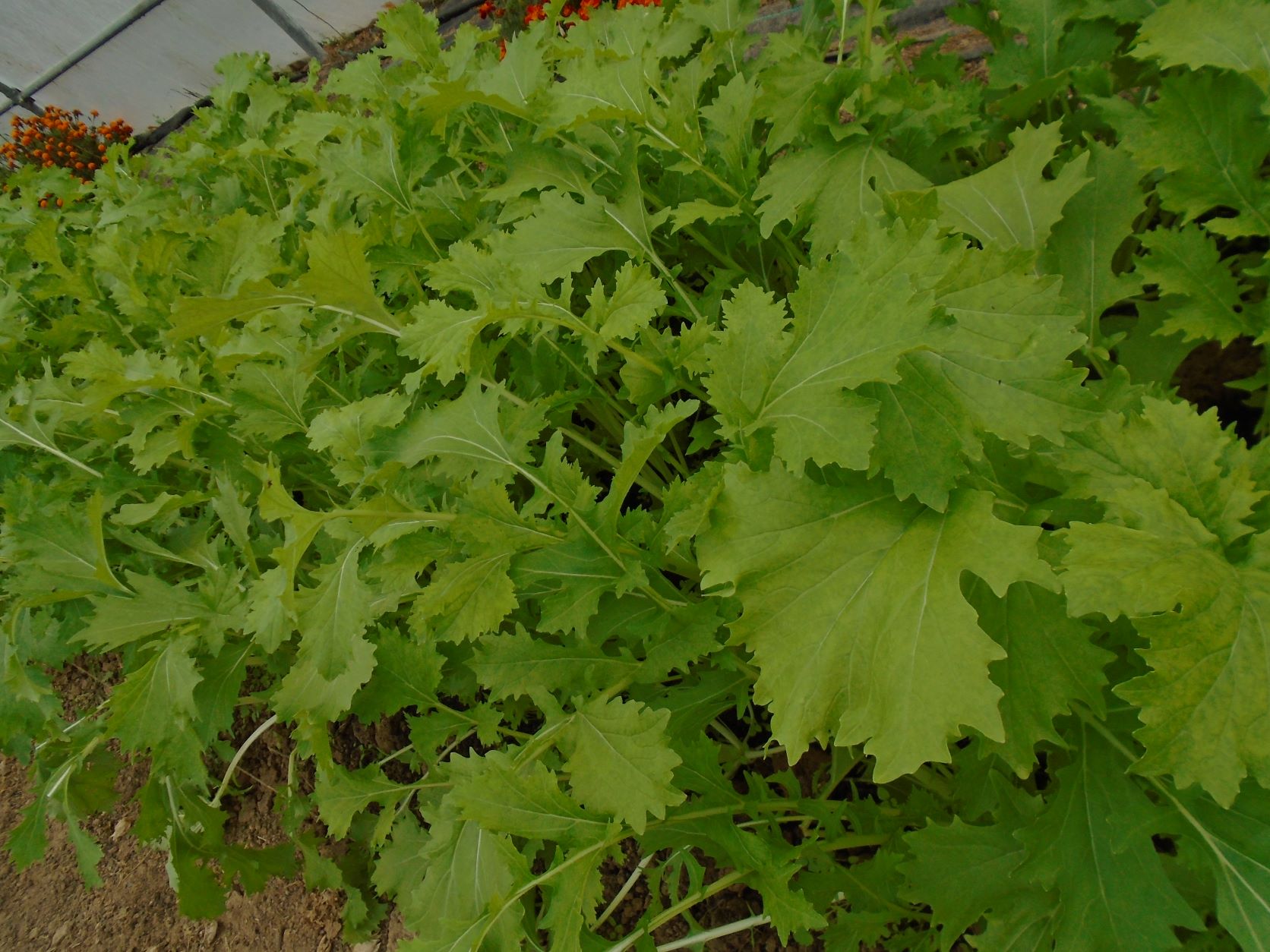 var. oriental