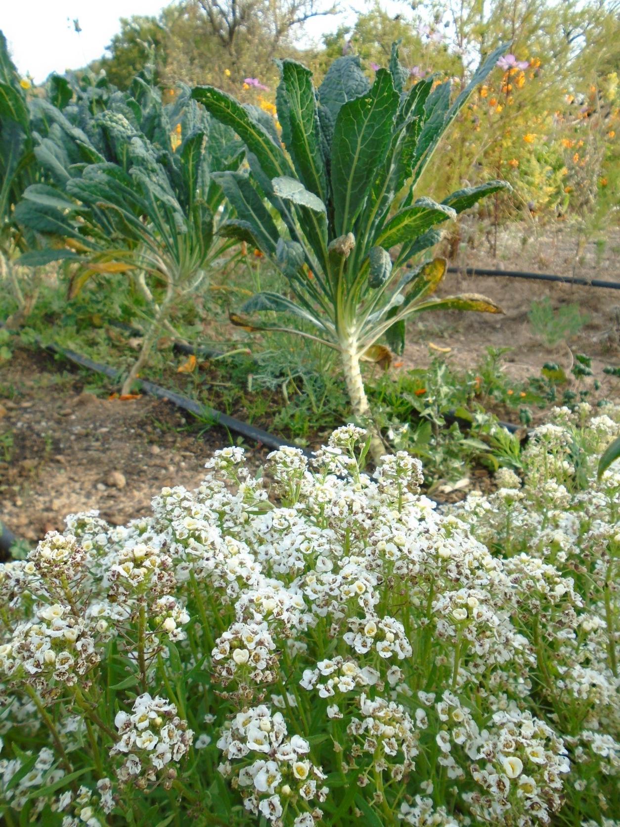 Kale nero y lobularia