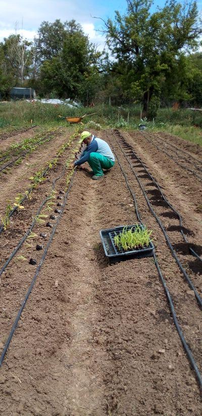 plantación calabazal_3