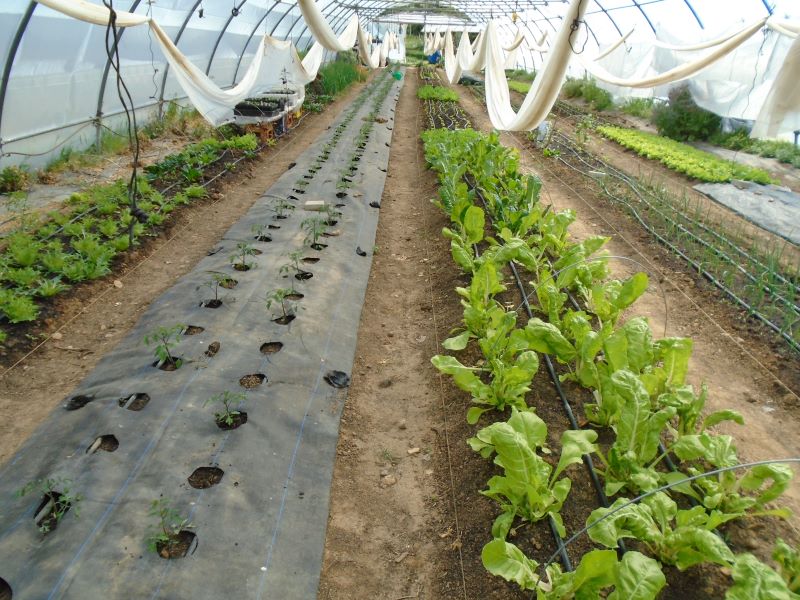 tomates en invernadero 2023_2