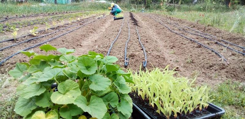 ​plantación calabazal_4