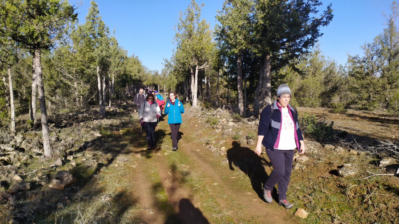 caminando entre sabinas