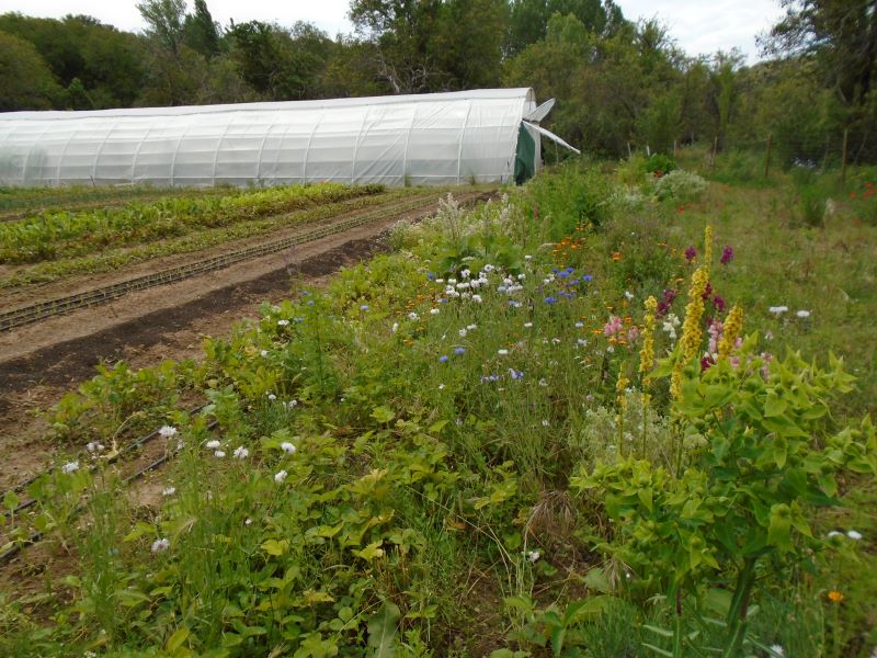 jardín aromáticas 2023_2