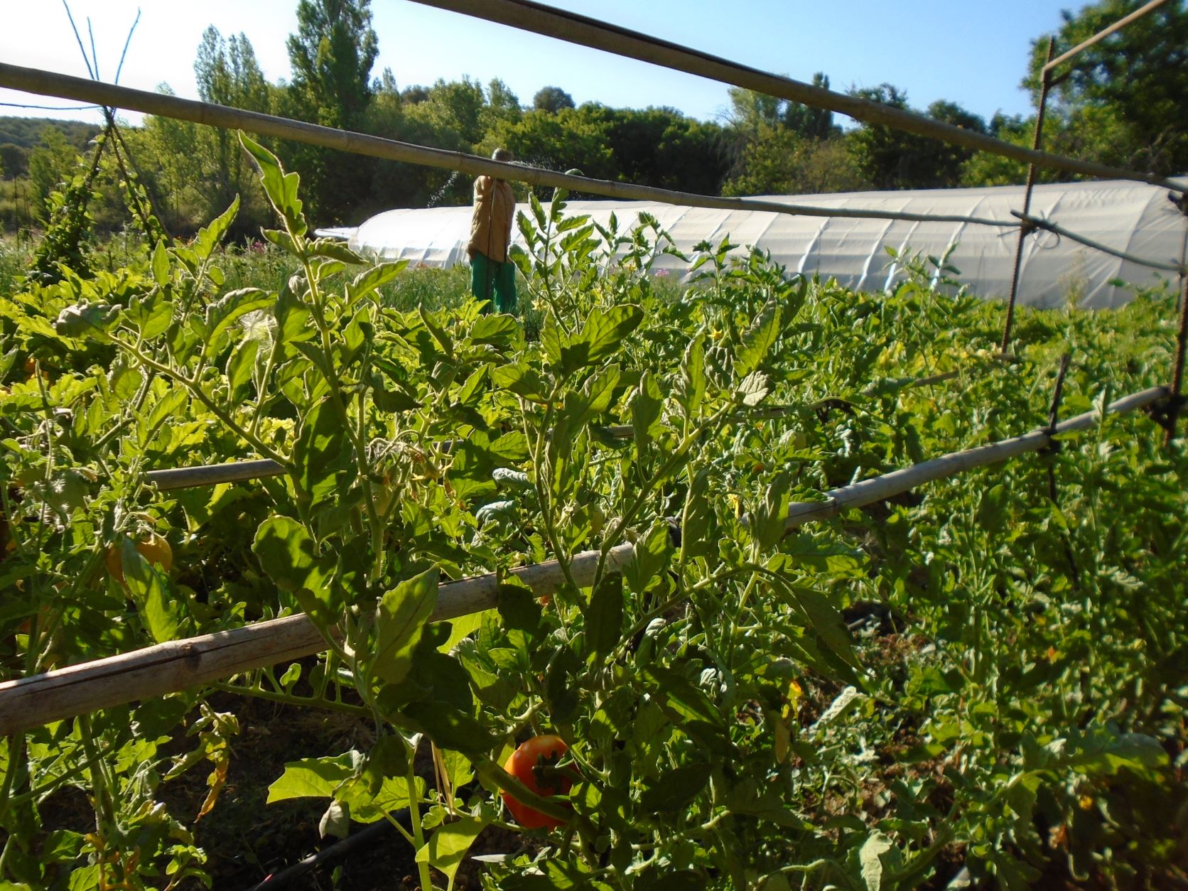 tomates exterior y estructura