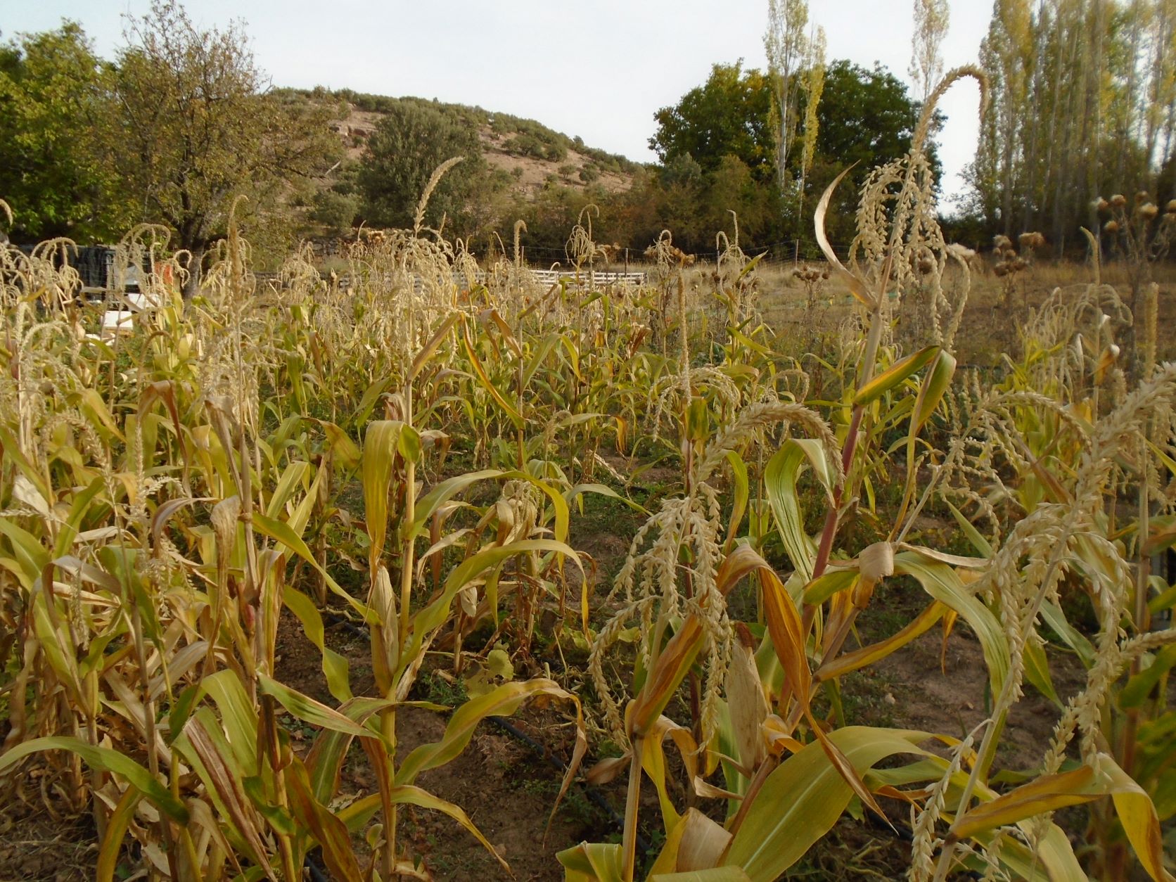 maíz de palomitas