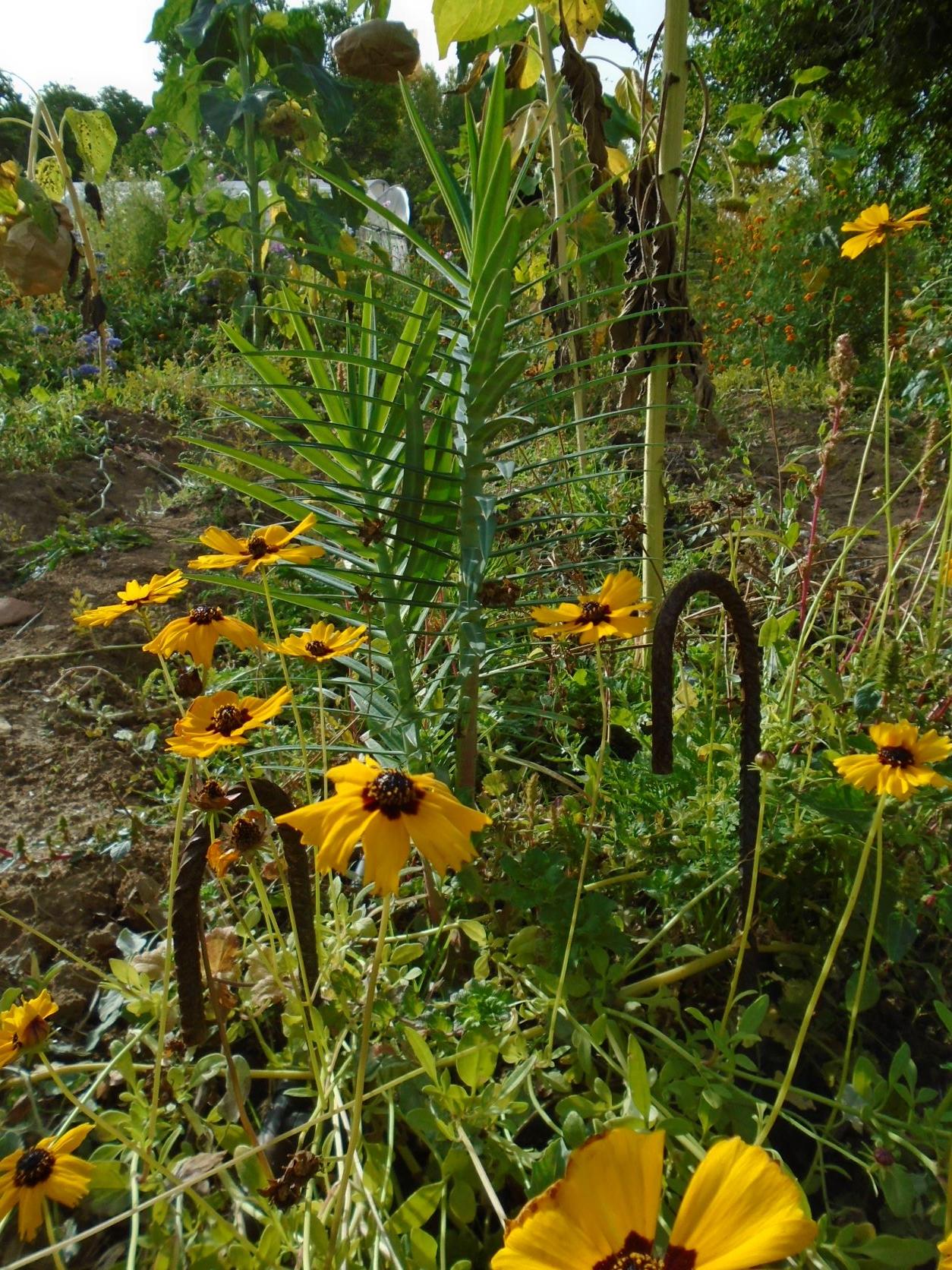 tártago y coreopsis