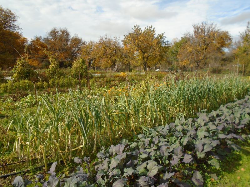 huerta de otoño_6