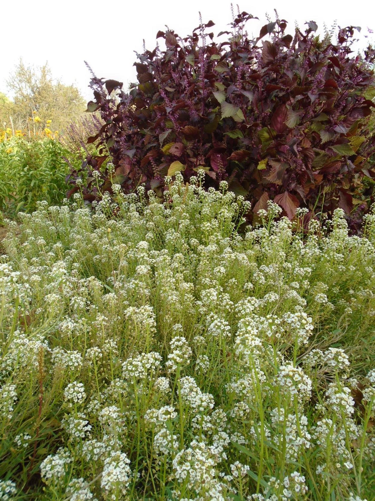 lobularia y perilla