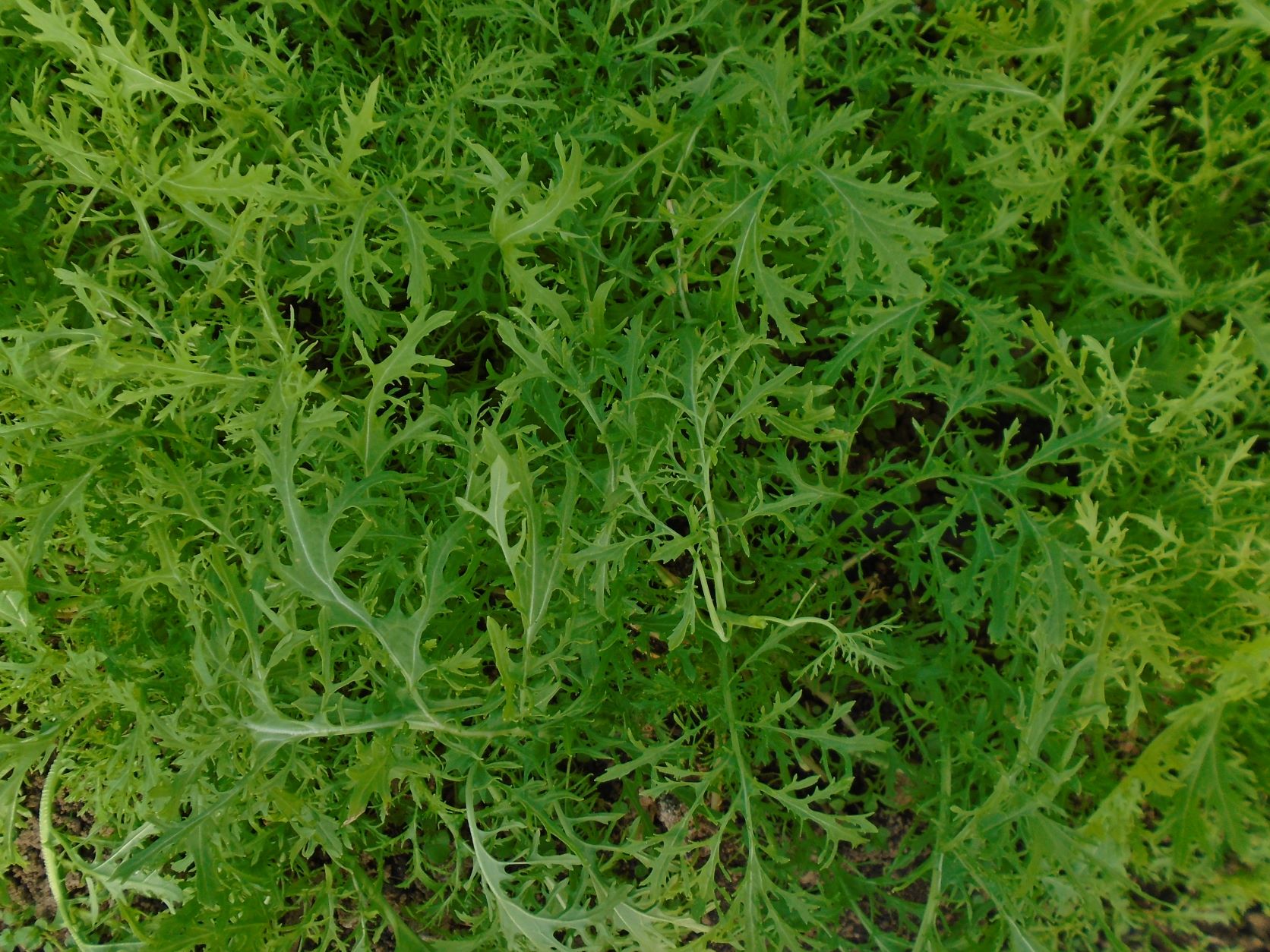 VARIEDAD ORIENTAL