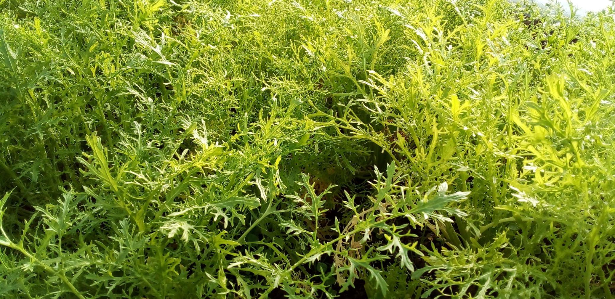 VARIEDAD ORIENTAL
