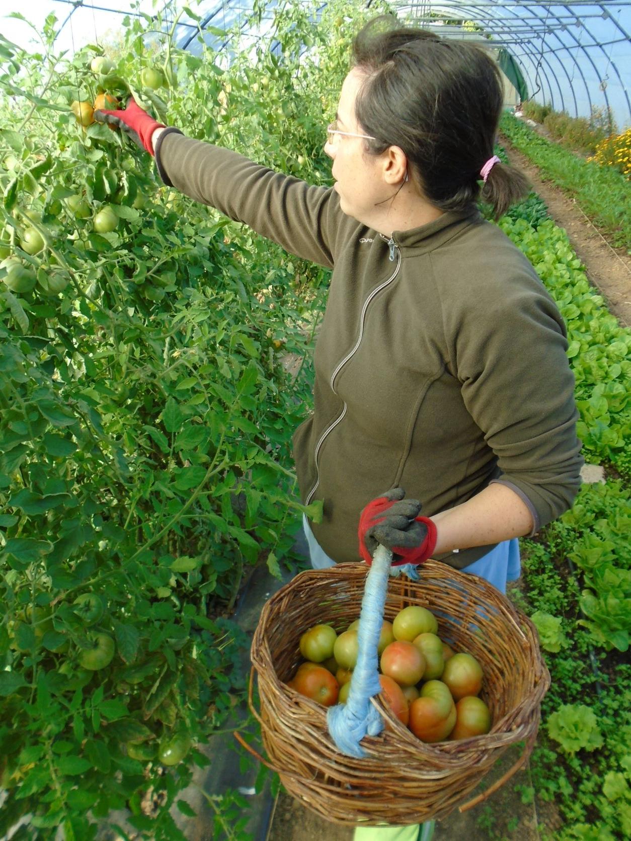 tomates