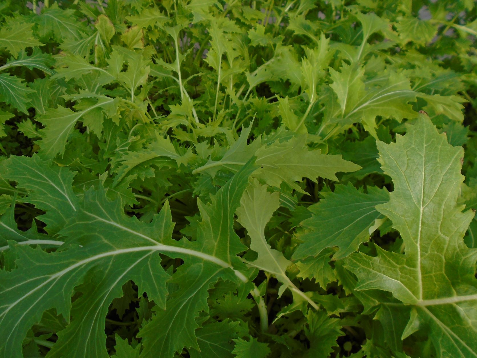 VAR. ORIENTAL