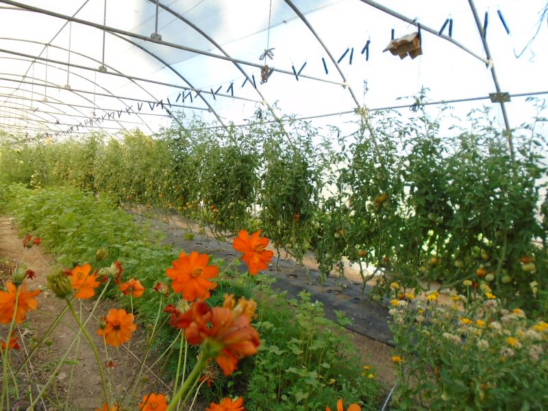 tomates en invernadero 2023_7