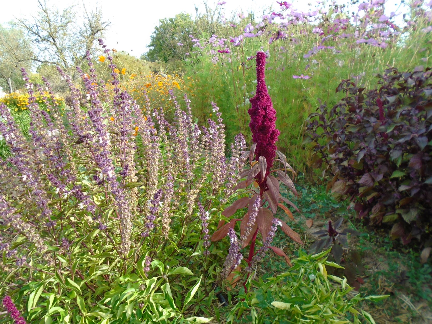 albahaca, moco pavo