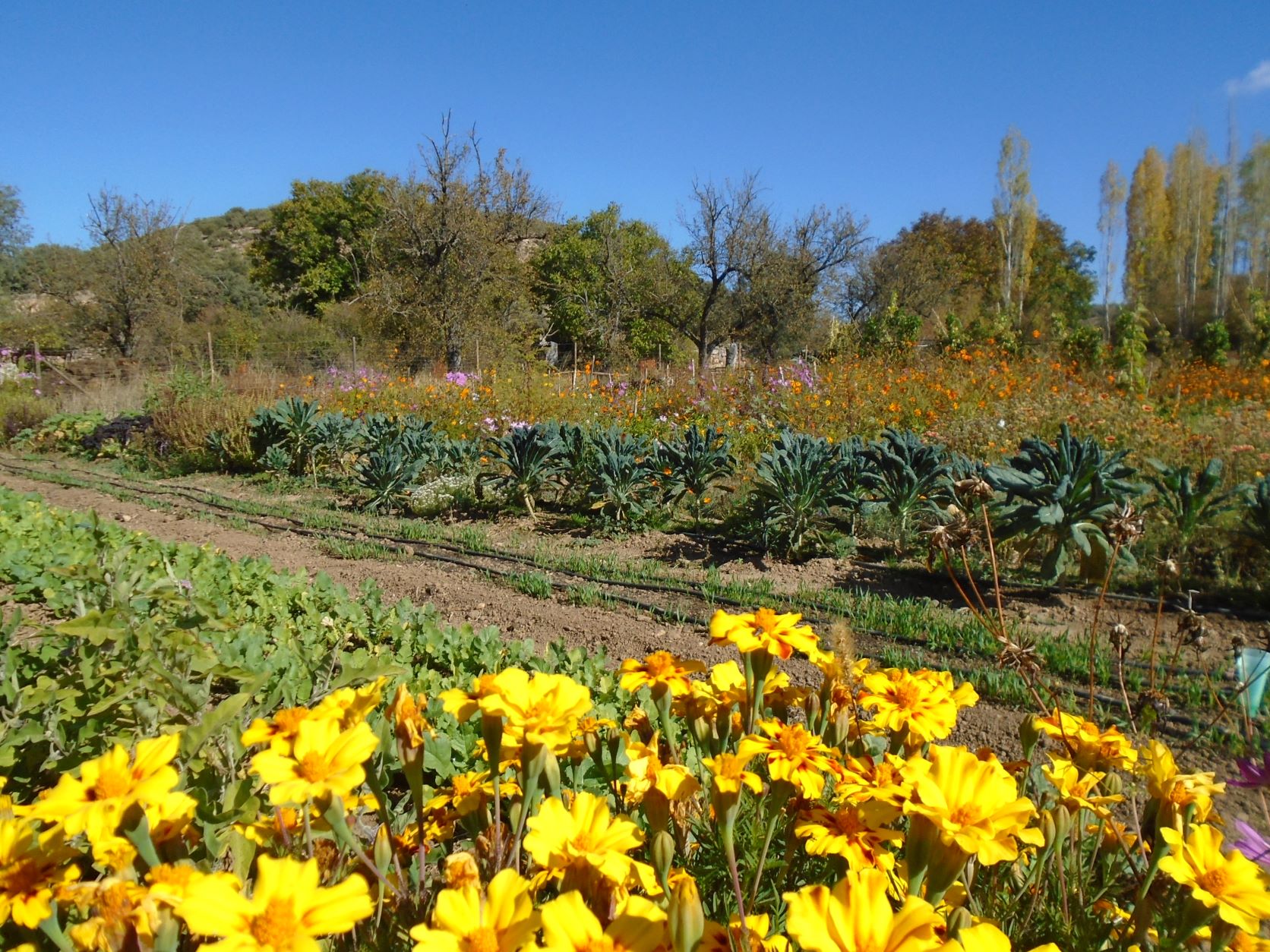 tagetes