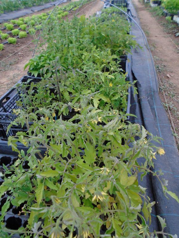 tomates en invernadero 2023_1