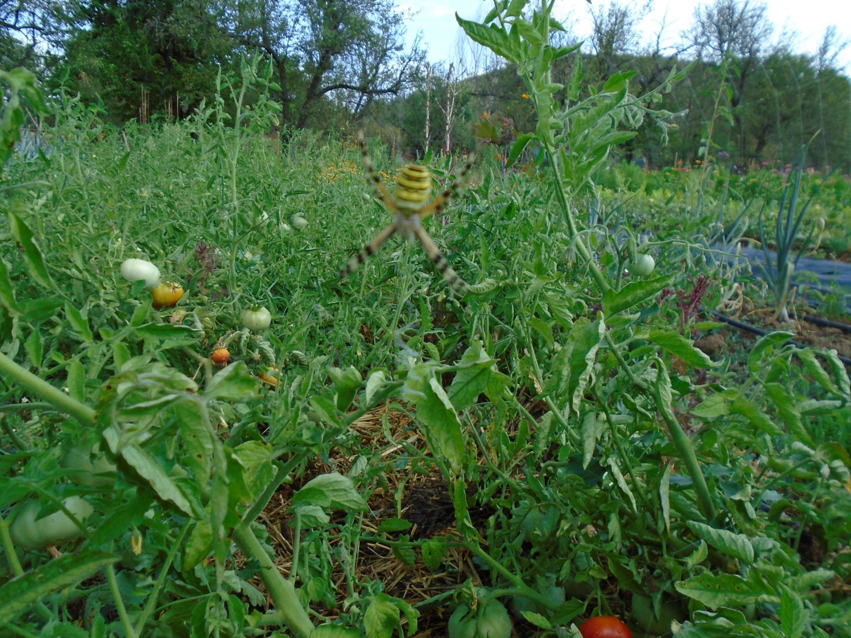 araña tigre