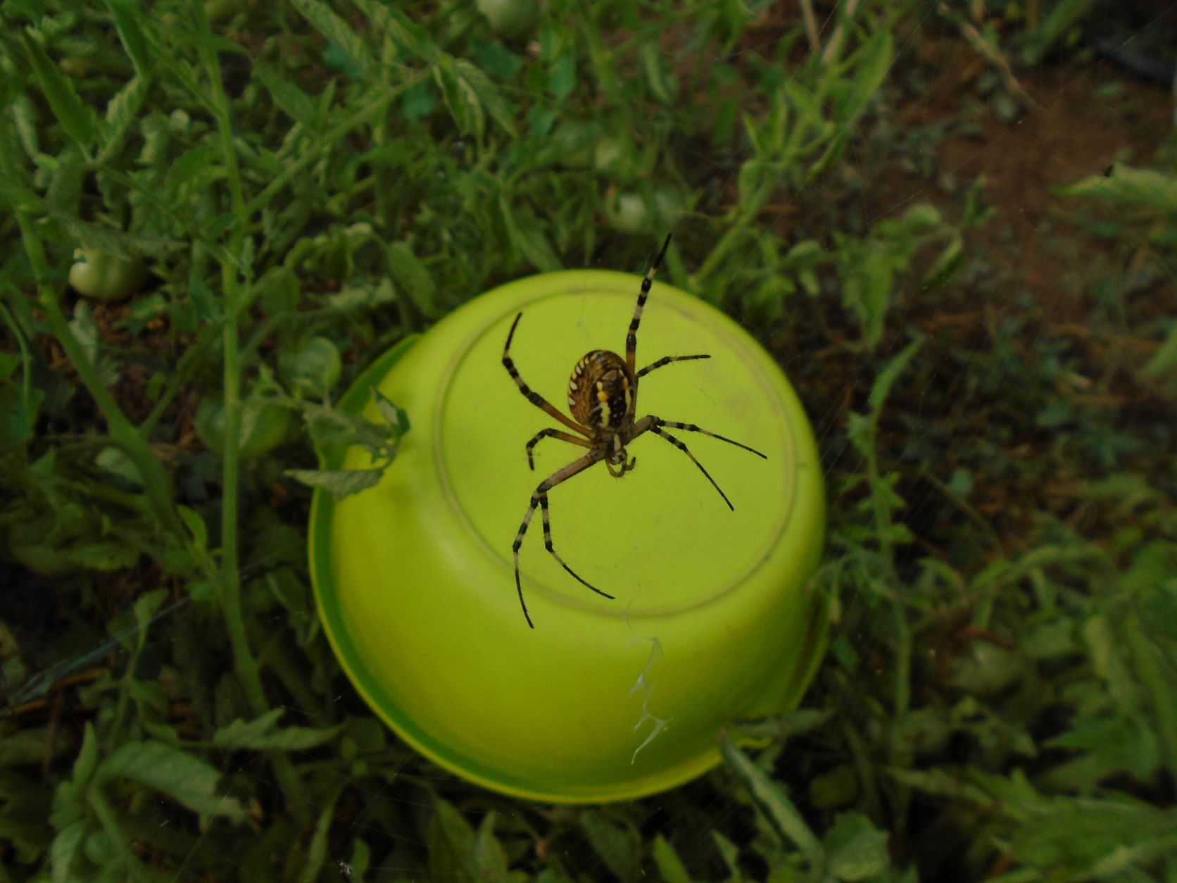 Araña tigre