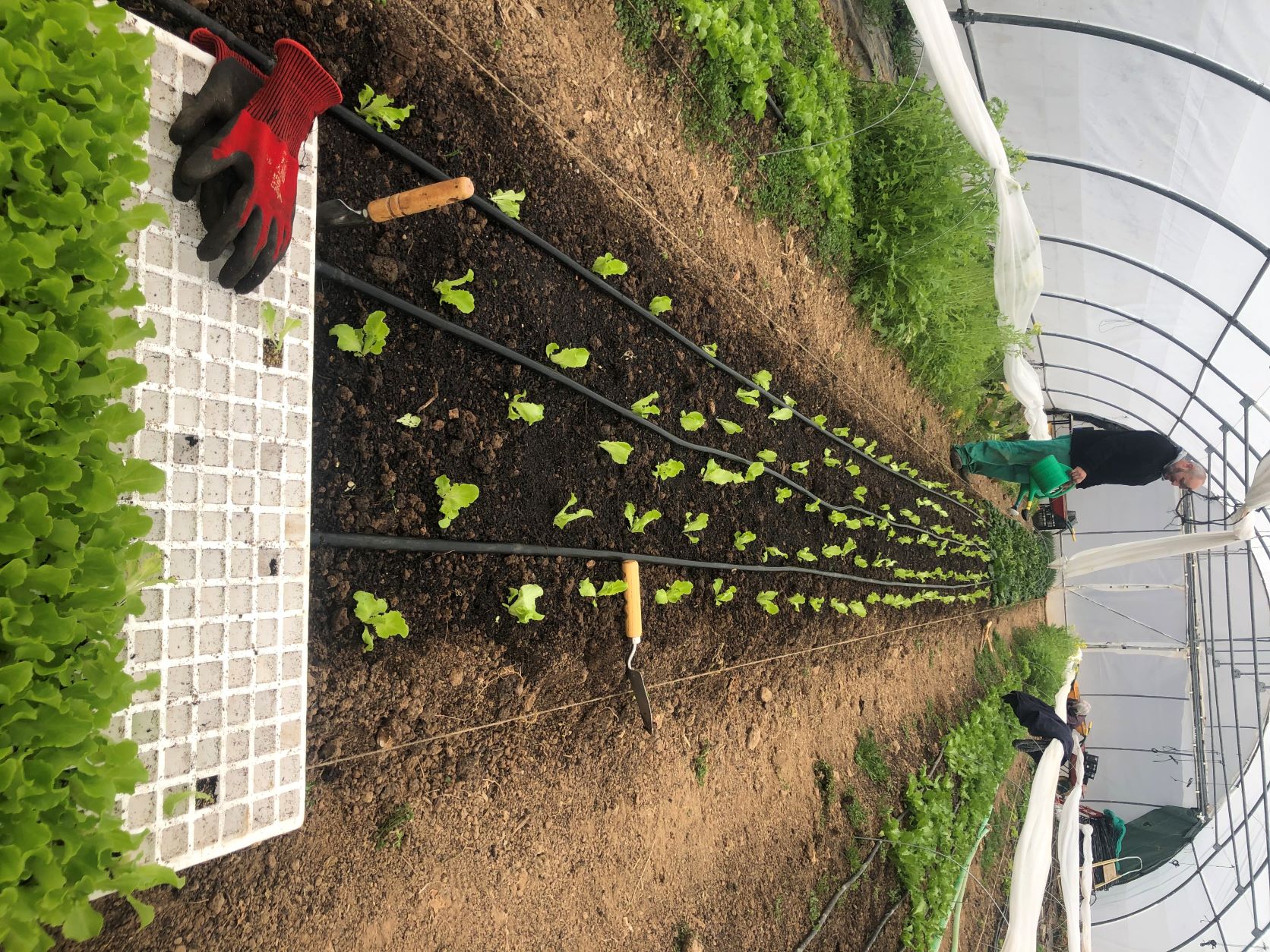 Plantando en invernadero