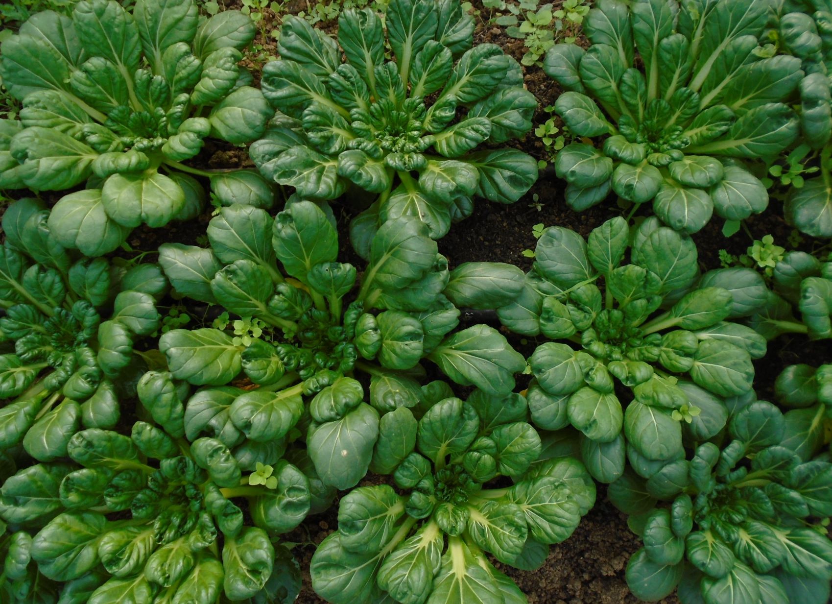 Tatsoi, desde arriba