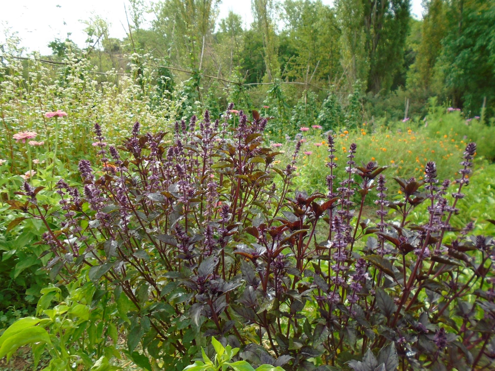 albahaca morada