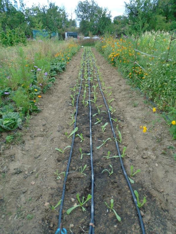 plantando huerta de otoño_5