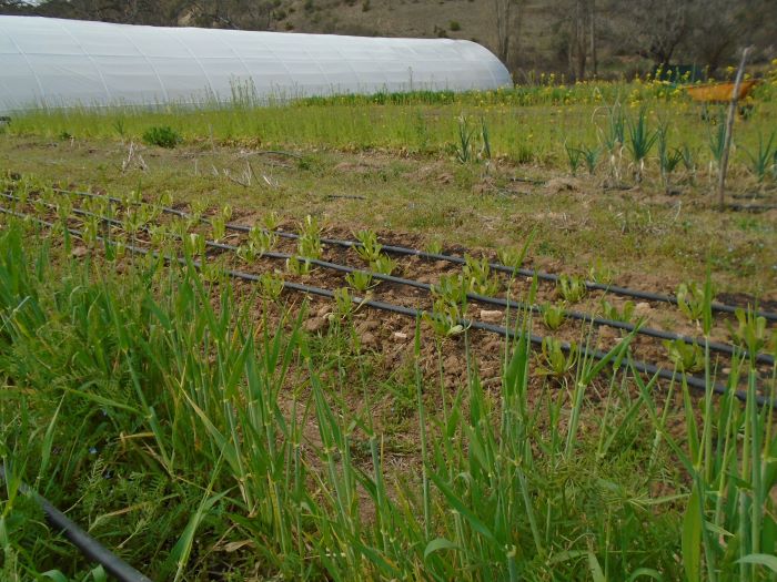 huerta de primavera 2