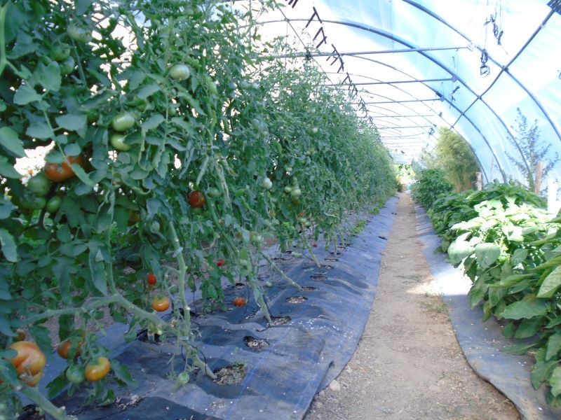 tomates en invernadero 2023_6