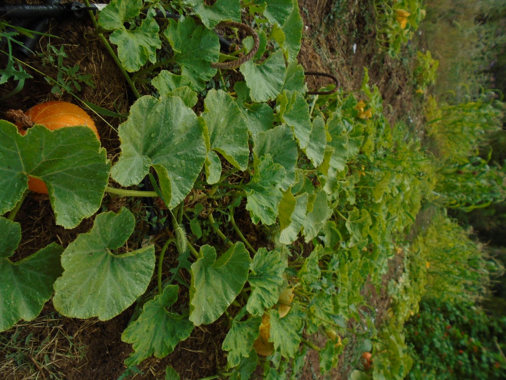 bancales de calabaza