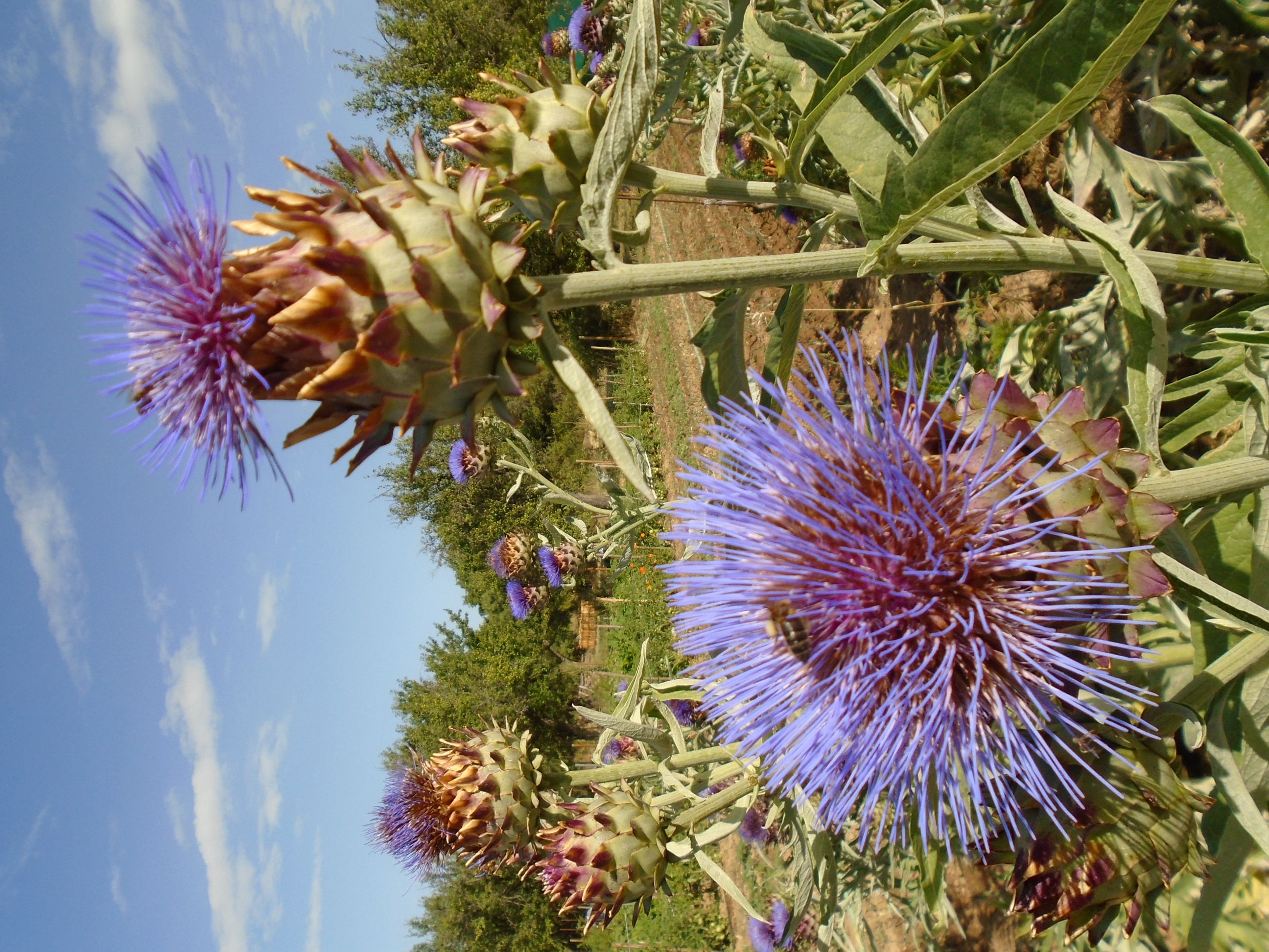 flores de cardp