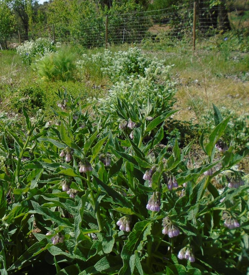 flores de primavera_2