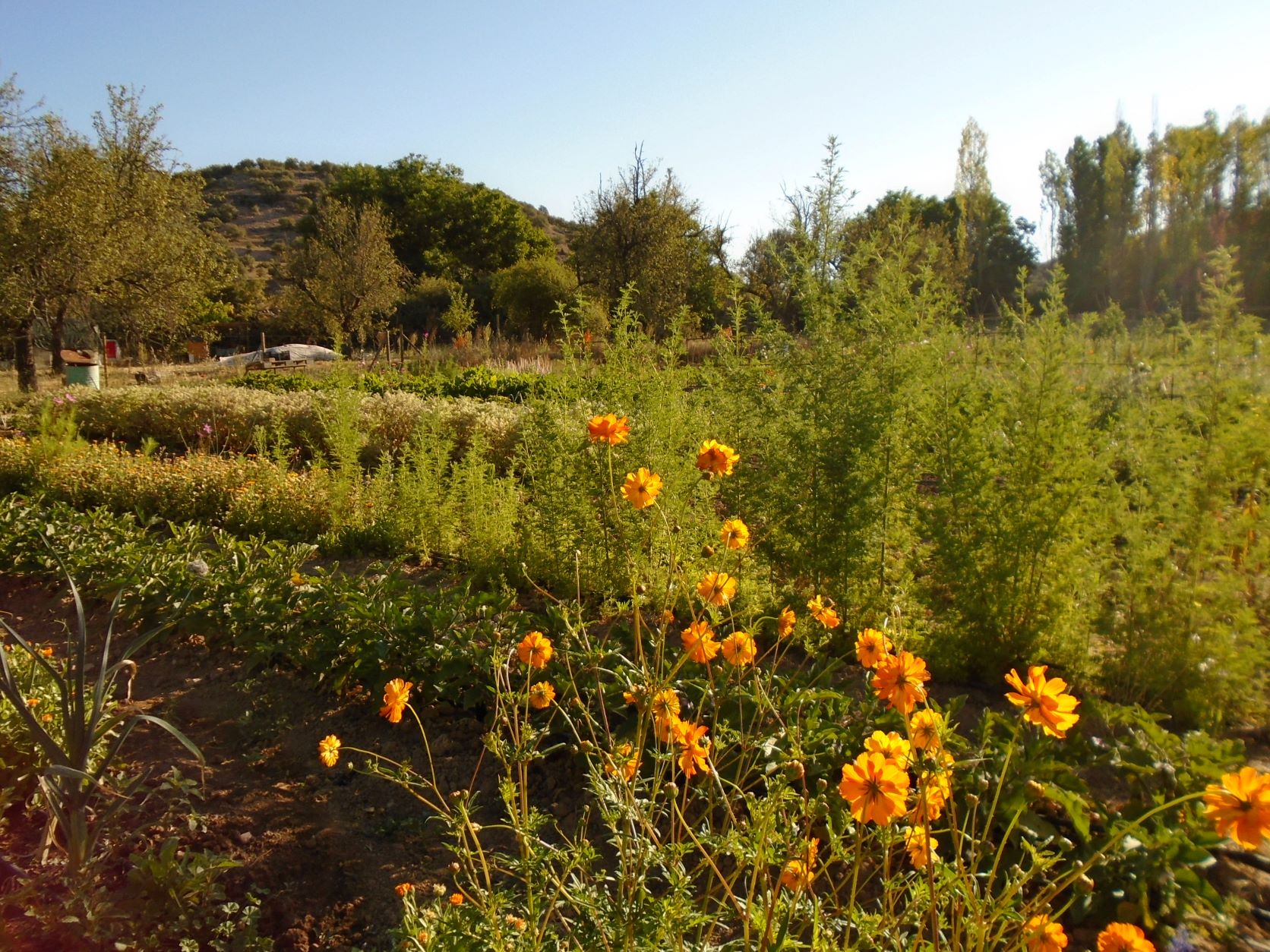 flores, acompañantes