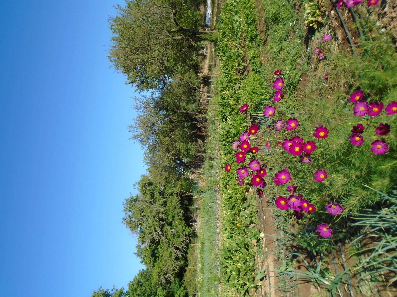 cosmos, acompañantes, flores