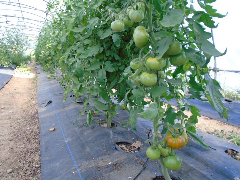 tomates en invernadero 2023_5