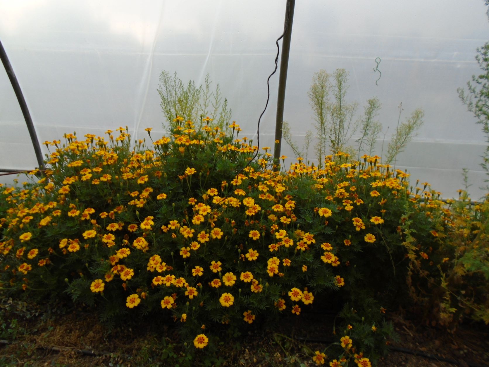 tagetes amarillos