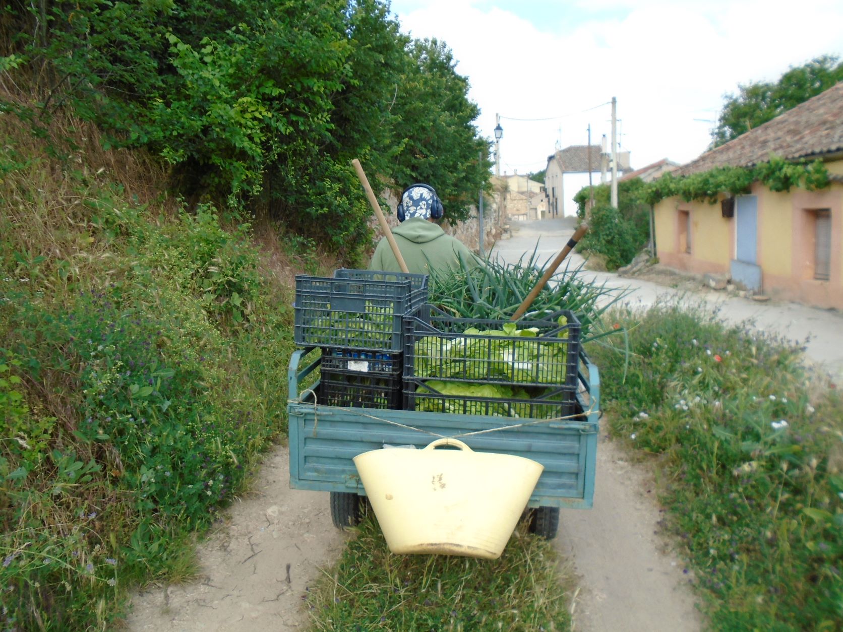 cosecha en tractorcillo