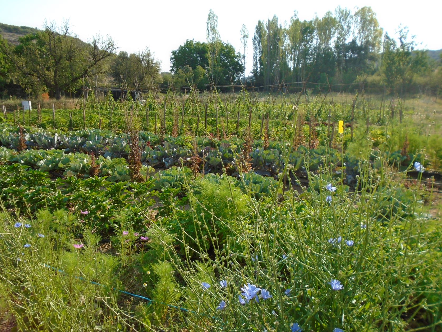 Flores achicoria y coles