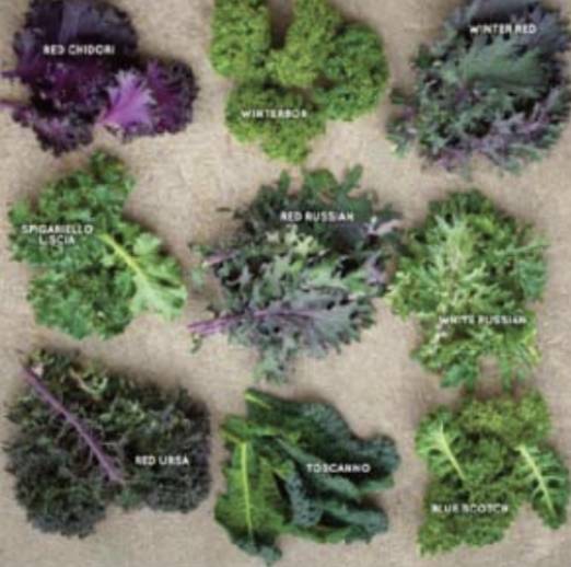 Variedades kale