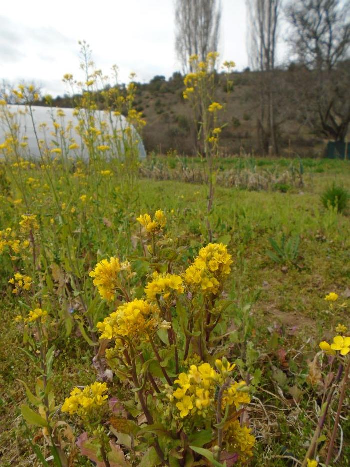 huerta de primavera 4