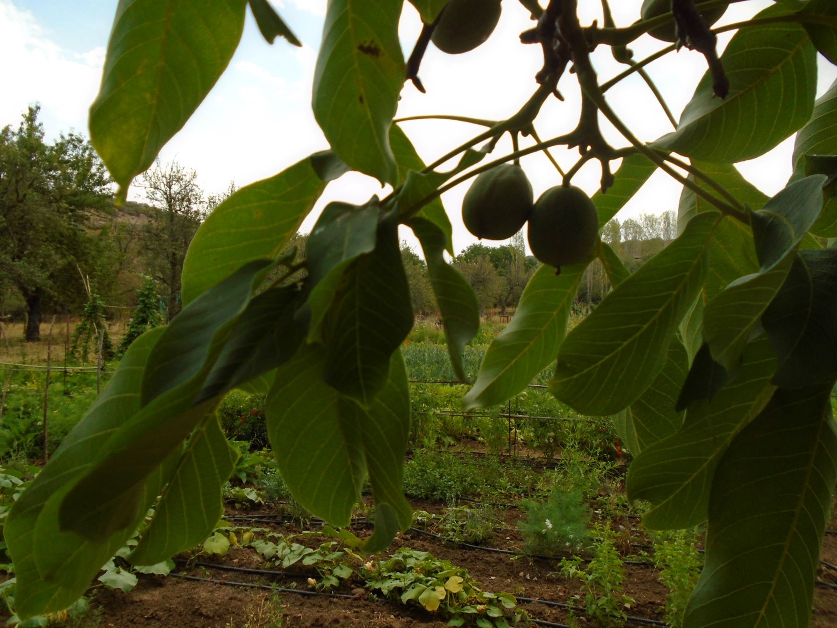 nueces en verde