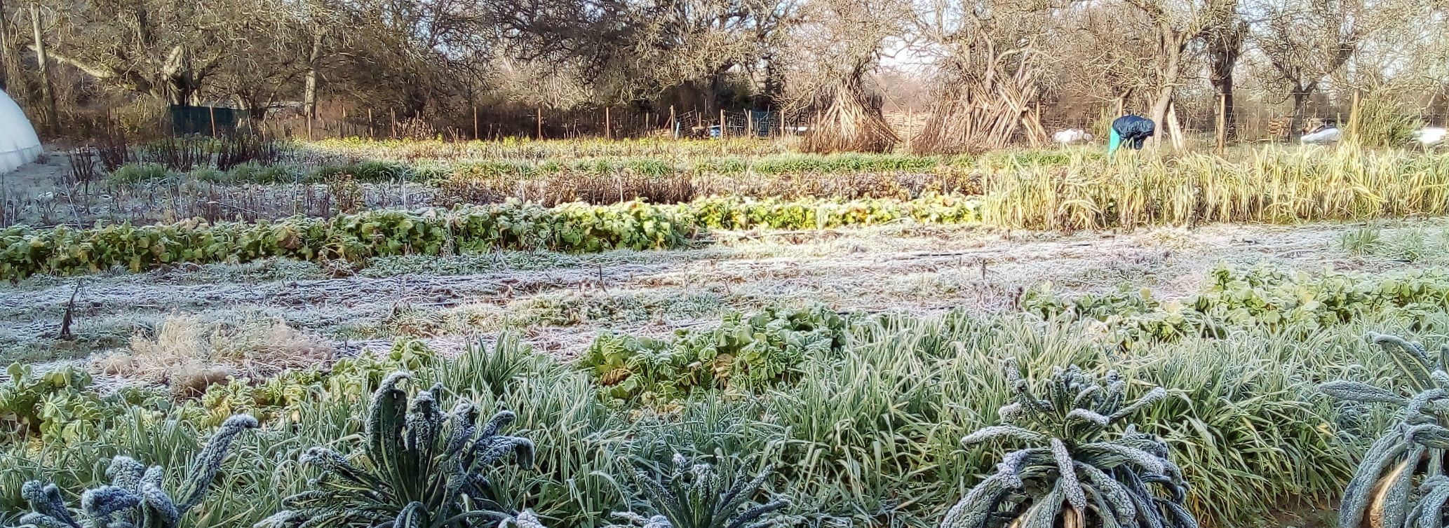 panorámica huerta con helada