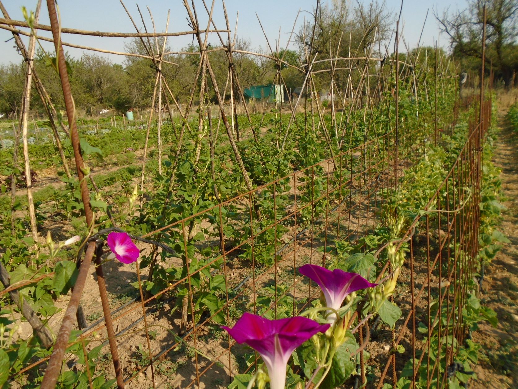 iponema y estructura pepinos y judías