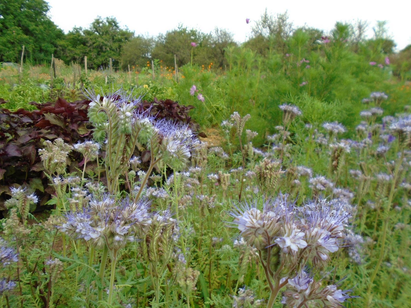 phacelia