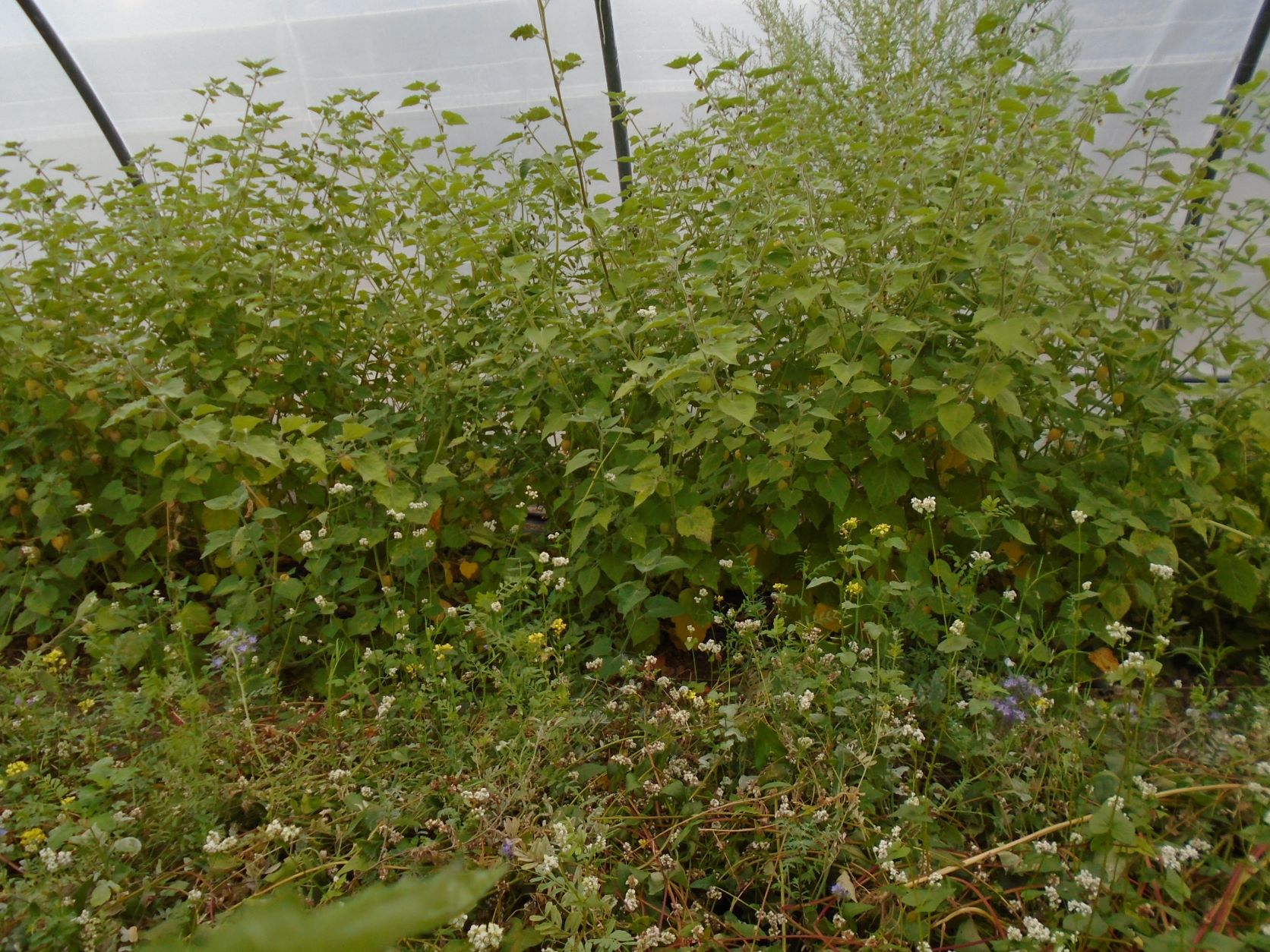 physalis